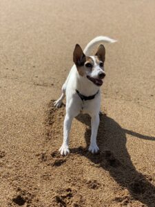 Tilly, a 10-year-old Jack Russell,