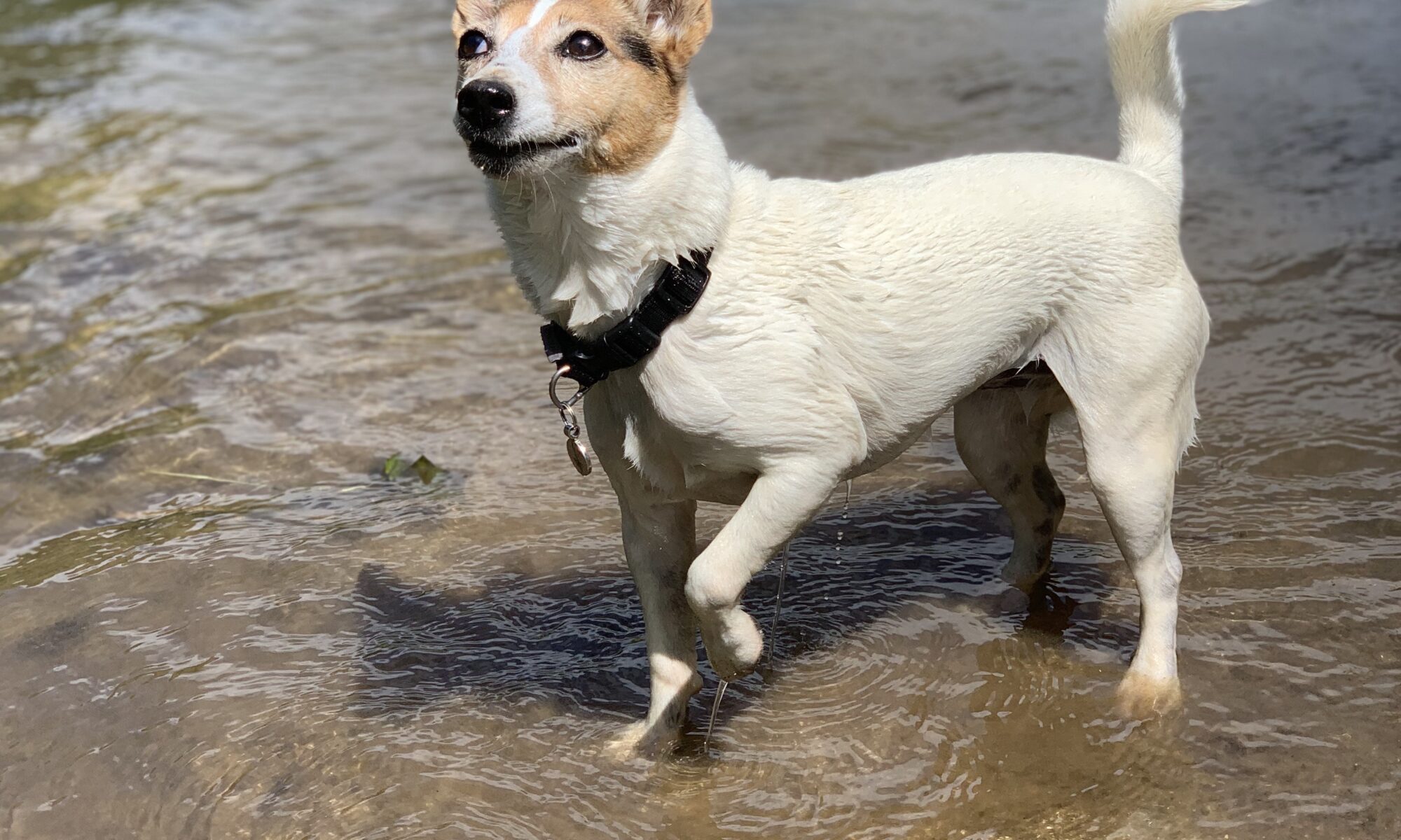 Tilly in a Lake