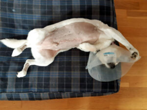 Alfie's dog after surgery with Cave