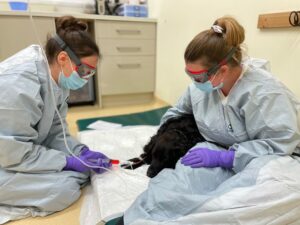 chemotherapy nursing team taking care of dog