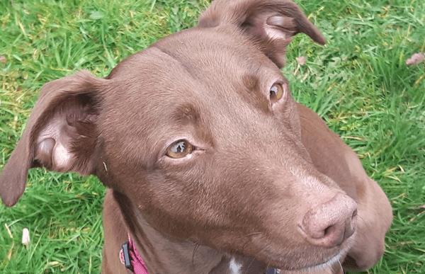 dog-blossom-helped-by-cave-vets