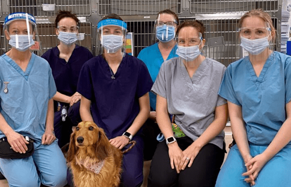 ward-nurses-cave-vets