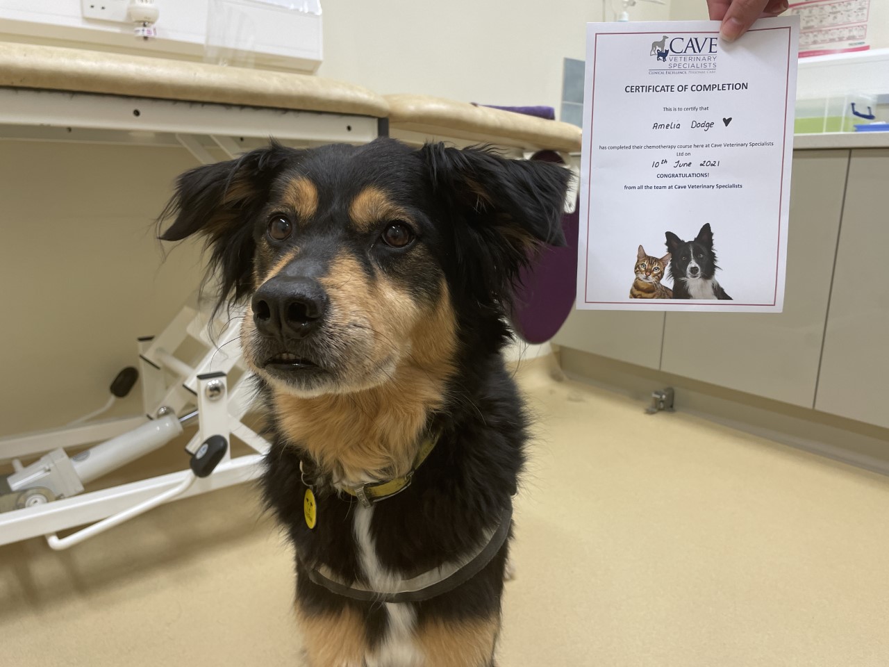 Dog Amelia with Certificate