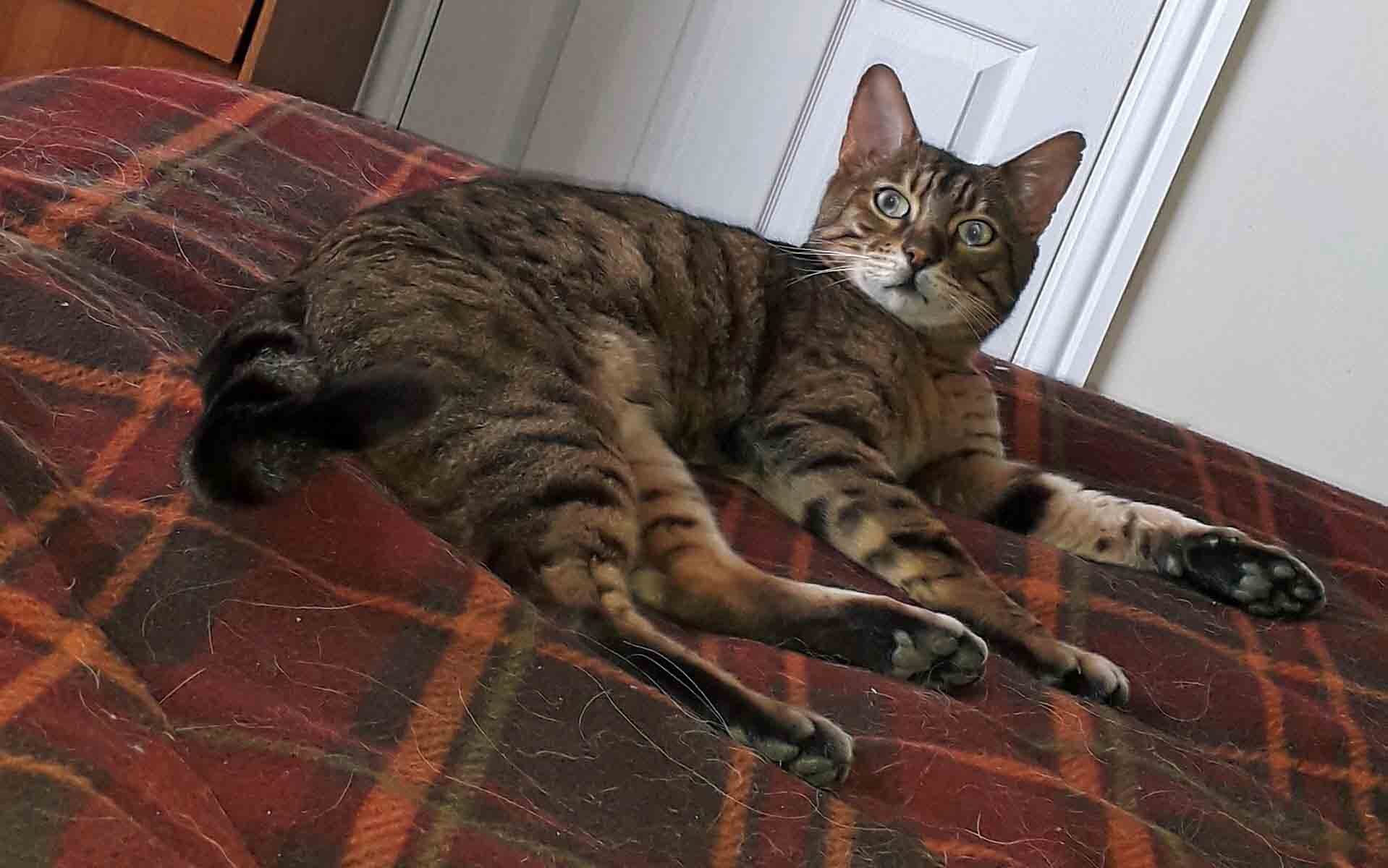 Genghis The Bengal Cat