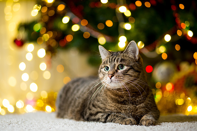 Cat by Christmas Tree