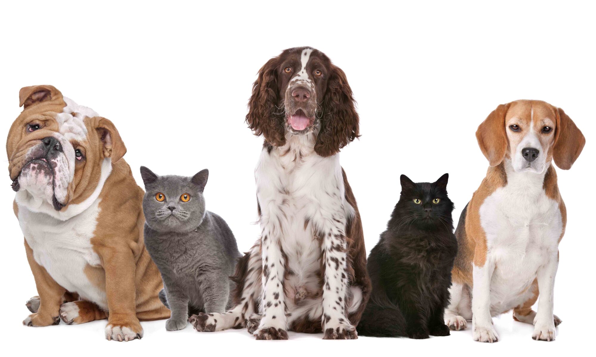 Notification of Our Veterinary Price Changes