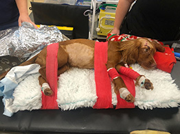 A dog that was left for dead by a hit and run driver has made a “miraculous” recovery from her life-threatening injuries. Even the one-year-old Cocker Spaniel’s owner Liam Burns admits that he thought that his precious pet Honey had no chance of surviving. However, thanks to the expert care from the team at Cave, Honey was given a new lease of life and left Liam stunned. Liam, from Kingsbridge in Devon, said: “I’m not normally one for going over the top but it’s miraculous - in fact it’s so amazing that miraculous doesn’t even cut it!” His astonishment is understandable when you hear the dramatic and traumatic events that left Honey clinging on to life despite horrific injuries. Liam said: “We were out for a walk along a public footpath when Honey clocked a couple of birds just ahead. She raced after them and veered off down a track that led to the main road. “I chased after her and I remember hearing a bang but I didn’t realise what it was until I reached the road. “Honey was just lying there lifeless like a stuffed toy. There was blood pouring out of her mouth, her tongue was hanging out, her eyes were glazed, she was smothered in blood and her pulse was very faint. “I honestly thought it was all over but I still scooped her up off the road, ran 500 yards to my van and went straight to the local Seaworthy Vets in Kingsbridge. “I was very emotional when I got there. When I went into the consultation room I just burst into tears. I just thought there was no coming back from those injuries.” Selworthy vet Angela Tweedie acted decisively and quickly to assess Honey’s condition and worked swiftly and successfully to stabilise her. Liam now knows Angela’s intervention was critical to her survival but she also played a vital part in Honey’s successful recovery. He added: “Angela’s initial care was so important and without a doubt saved Honey’s life but she admitted they hadn’t got the facilities or technology to analyse the extent of her injuries and the full nature of all the damage. “She said it was best to refer her to Cave Veterinary Specialists in Somerset and we followed her advice, even if Cave was a 1hr 20min drive away. “I spoke with their neurology specialist Tom Cardy, who was unreal in the way he looked after Honey and us. “He’s clearly a great chap who’s totally invested in his job of caring for animals.” Tom said: “Honey was barely conscious and strapped to a spinal board when she arrived and showing obvious evidence of head trauma. “Our clinical anaesthetist Pippa Tucker continued to stabilise Honey who then underwent a whole-body CT which confirmed head trauma, severe pulmonary contusions, rib fractures and a comminuted pelvic fracture. “She was a classic polytrauma case with multiple body systems affected and needed rapid and accurate assessment to determine her neurological status and the need for medical and/or surgical intervention. “Honey remained stabilised overnight with treatment to minimise the swelling on her brain and provide time for her lungs and brain to recover. “She responded brilliantly within 36 to 48 hours, allowing our head of surgery, Malcolm Jack, to perform a complex plating operation to repair her pelvis. “It was a multidisciplinary collaboration between orthopaedics, neurology, anaesthesia and our superb nurses, but not forgetting the excellent primary care vet Angela. “She had done an amazing job which almost certainly helped contribute to our eventual, excellent outcome. “Honey recovered in hospital within 72 hours and went home strongly ambulatory and comfortable which was a terrific result.” Veterinary nurse Alice Mills added: “That first night Honey came in we were so concerned about her because of her initial head injury. She wasn't behaving normally and it was very uncertain as to how the night would be. “The next few days we were on tenterhooks with concerns that she may deteriorate due to the terrible lung contusions she had suffered, but again she fought on through and we never would have known. Once she was clear of the most life-threatening issues attention turned to her fractured pelvis and surgery was arranged to fix this. “Throughout all of this, Honey was such a trooper. We never heard a peep of complaint from her and to see her walking you would never have known how badly her pelvis was fractured. “The hardest part was keeping her well rested. As soon as food appeared she would be up at the front of the kennel waiting for it. Food was such a motivator for her – she was the sweetest, loveliest patient.” Liam, his wife Rachel and young children Alfie and Millie are delighted Honey’s home and full or praise for the vets who saved the day. Liam said: “It’s just brilliant. To look at her now you wouldn’t believe it had ever happened. I can’t believe there was such an incredible turnaround in just four days. “We are so thankful to Tom, Malcolm and Pippa at Cave and to Angela at Selworthy Vets for ensuring we can now have a very happy Christmas together.”