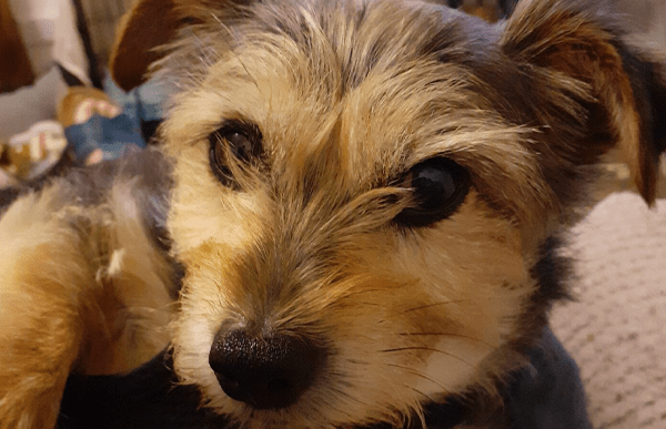 paralysed-poppy-cave-vets