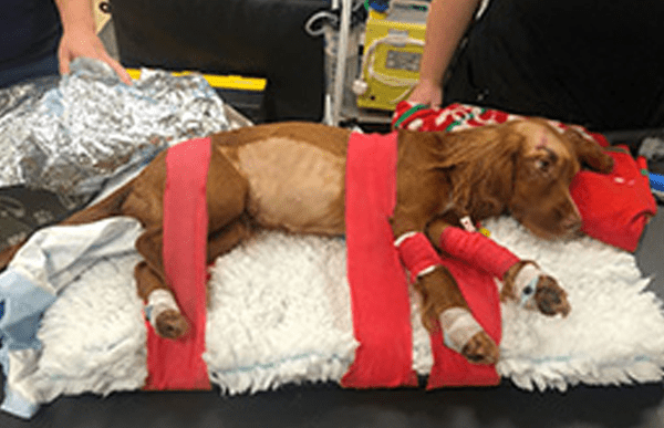 cave-vets-miracle-recovery