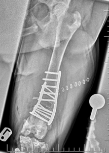 X-Ray of bone in place
