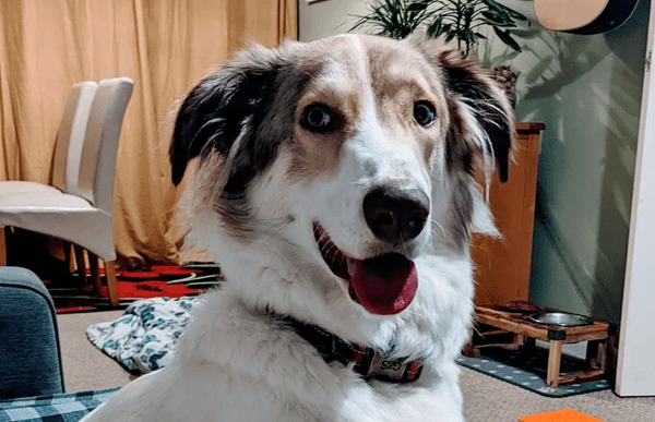 yanas-operation-dog-cave-vets