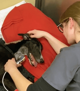 Ralph - Blind Greyhound getting medical treatment