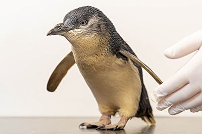 Chaka the Fairy penguin