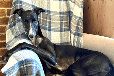 Greyhound Ralph at Cave Vets - on chair with blanket