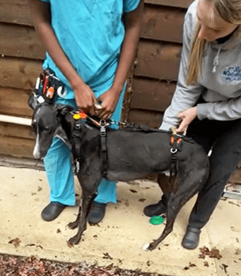 Greyhound Ralph outside with harness on