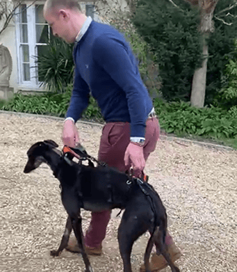 Paralysed Greyhound Ralph walking with man in harness