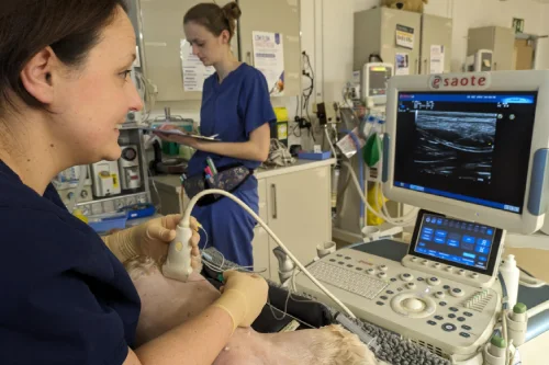 Cave Veterinary Specialists in Bristol - anaesthesia