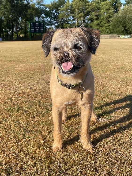 rocket-cave-vets-operation