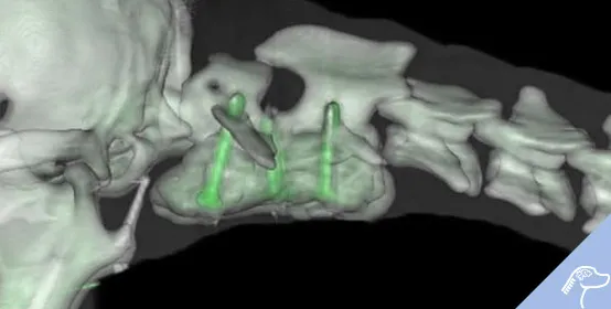 services neurology neurosurgery