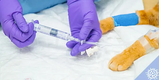 services oncology