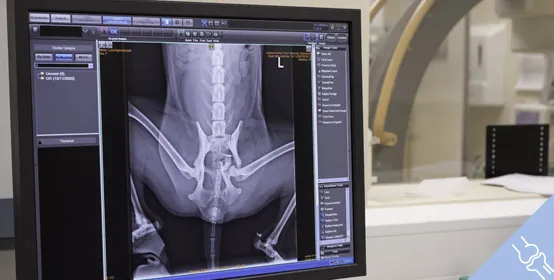 services orthopaedic surgery